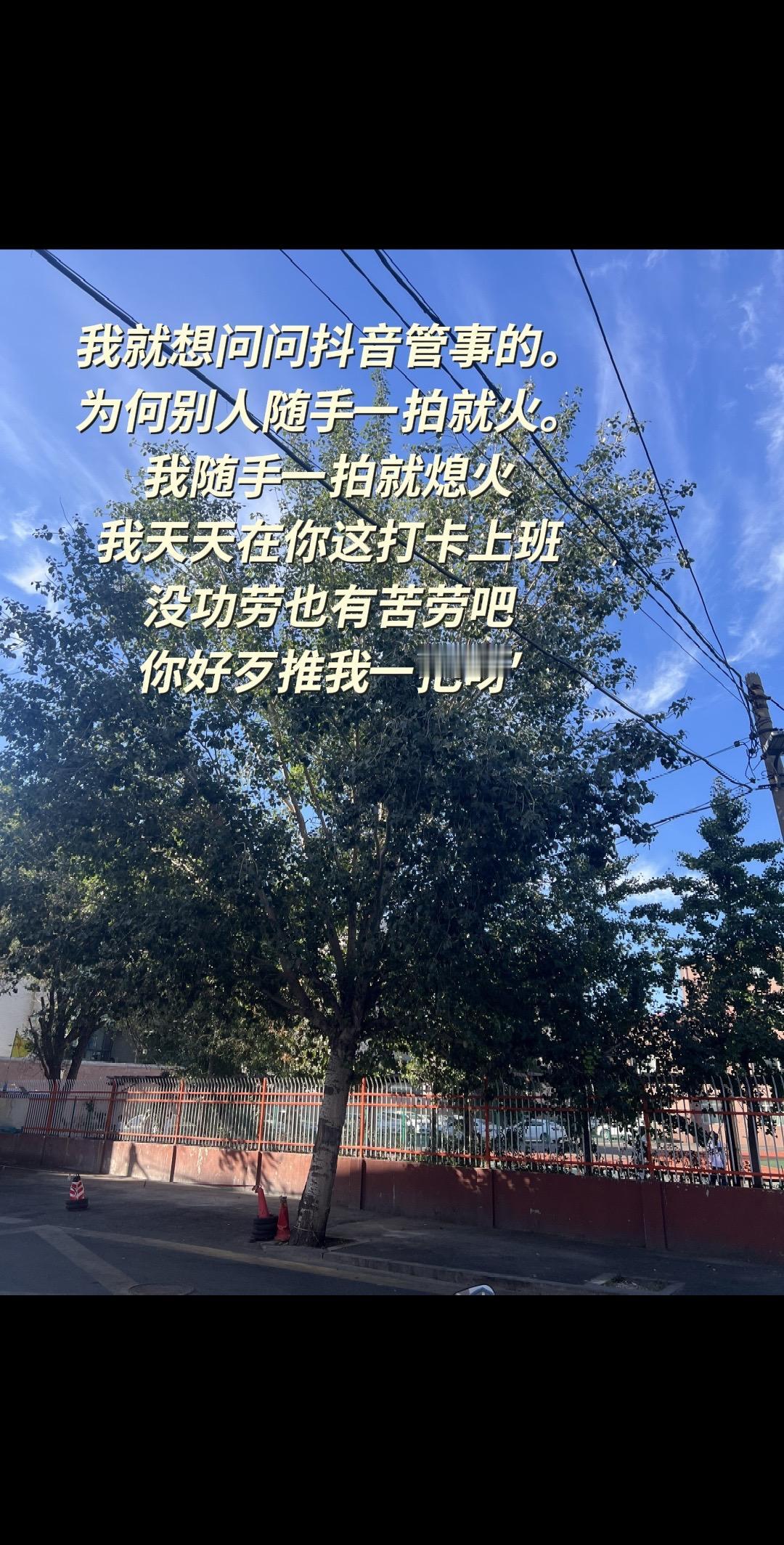 真实生活分享计划 流量扶持计划 绿树蓝天 绿树街道