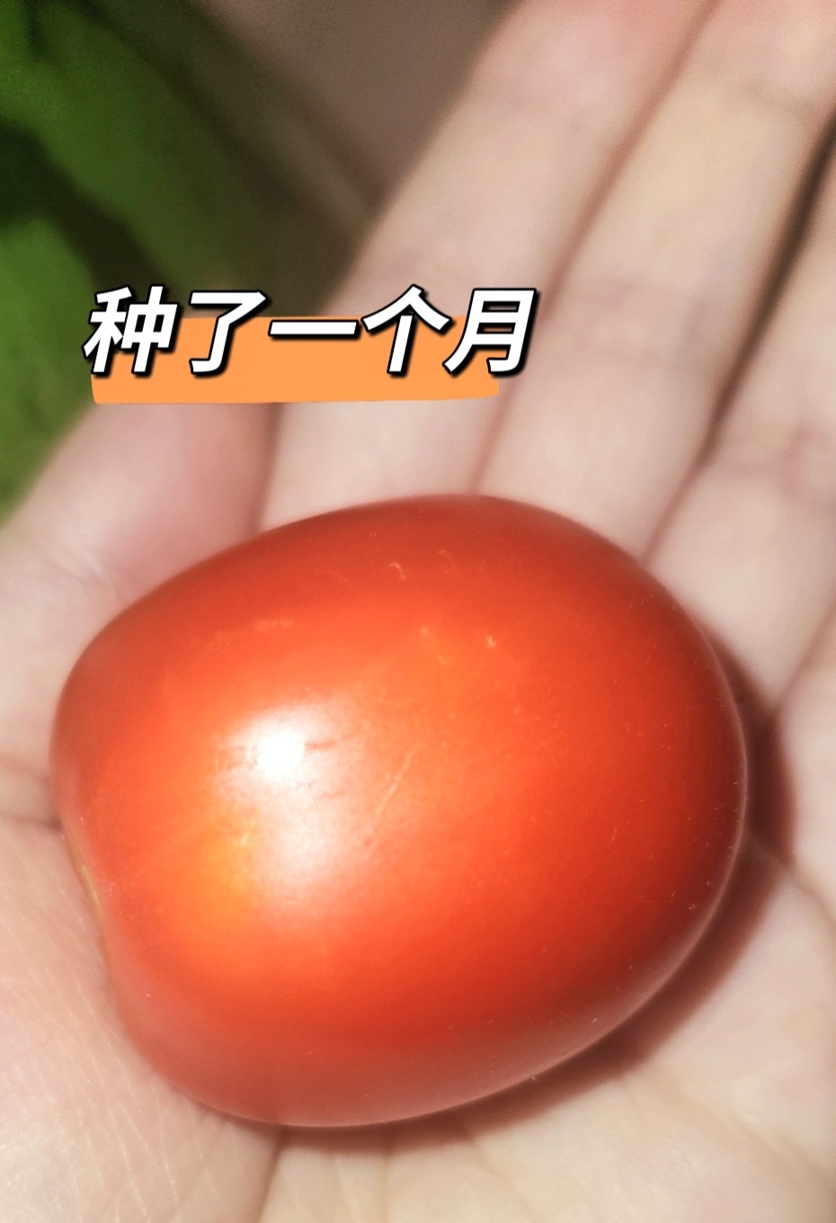 今天收到了小鸟给的第一份礼物：地里长出来的野生缅甸番茄院子里有个鸟窝，天天有小鸟