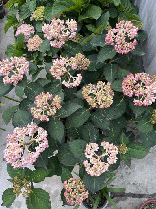 绣球不浇水会怎样