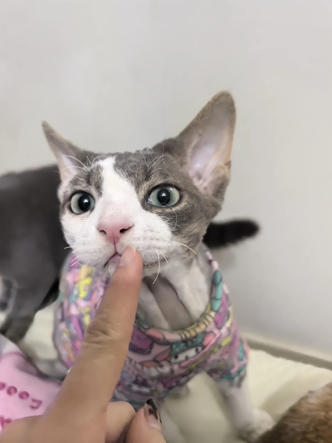 中奖了？双色德文变公三花？