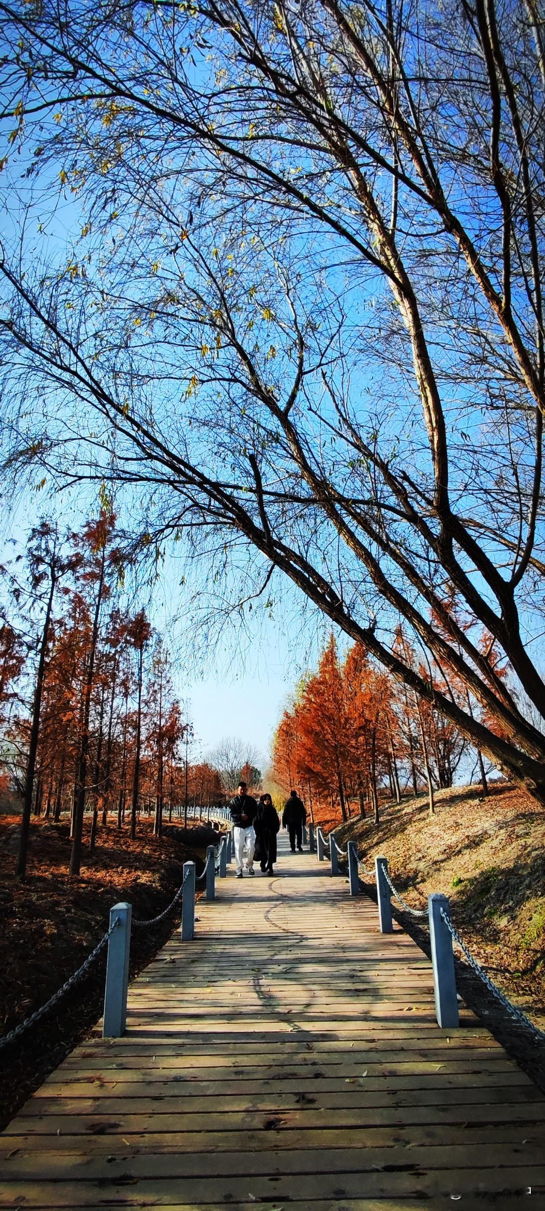 冬日生活随拍冬日的汉江湿地公园，步道蜿蜒。两侧有零星的黄叶挂在枝头，远处还有一树