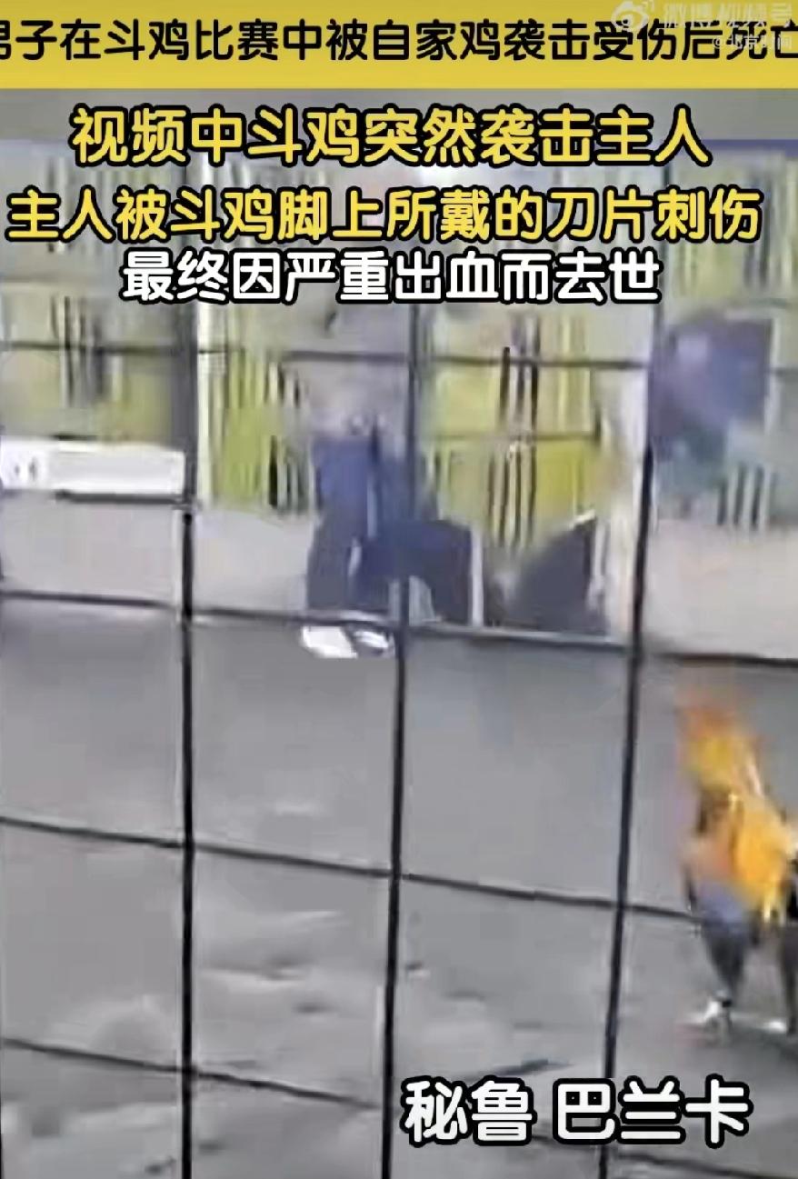 养的鸡反杀主人？斗鸡的刀片，终于扎向了养它的人

太魔幻了！秘鲁一个养了多年斗鸡