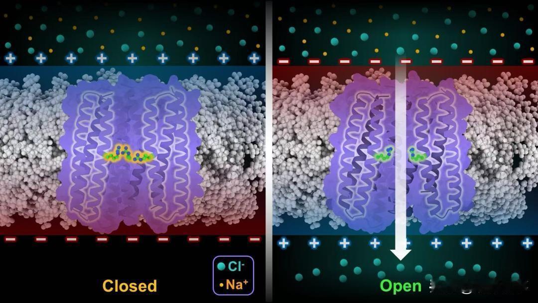 记者20日获悉，西湖大学生命科学学院卢培龙研究团队联合西湖大学李波等团队，历时六