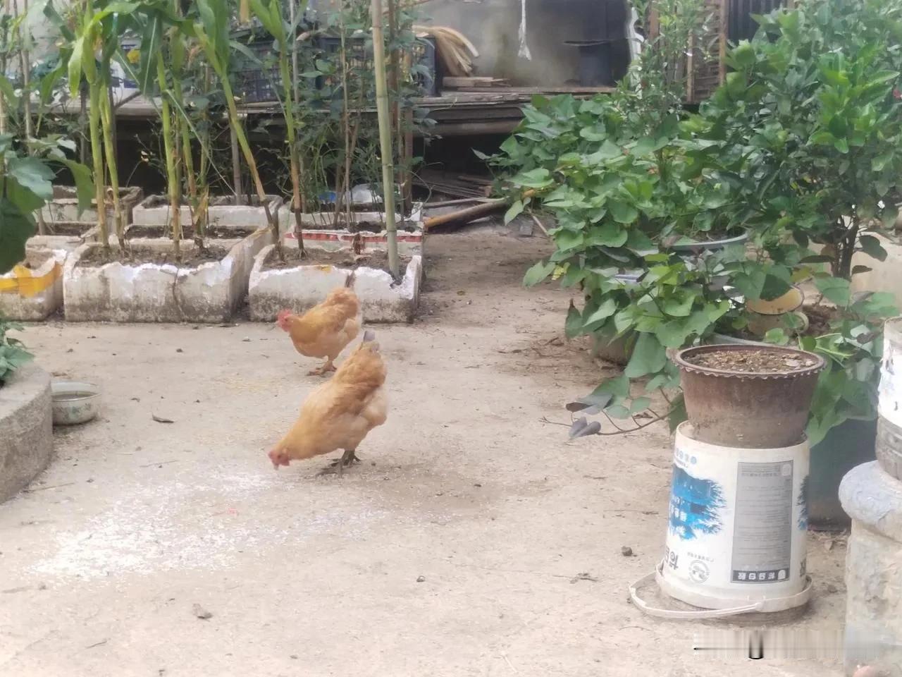 上个月，儿子叫我买一些土鸡蛋送到东安县城给孙女吃，孙女9个月大了，会吃得下冻蛋了