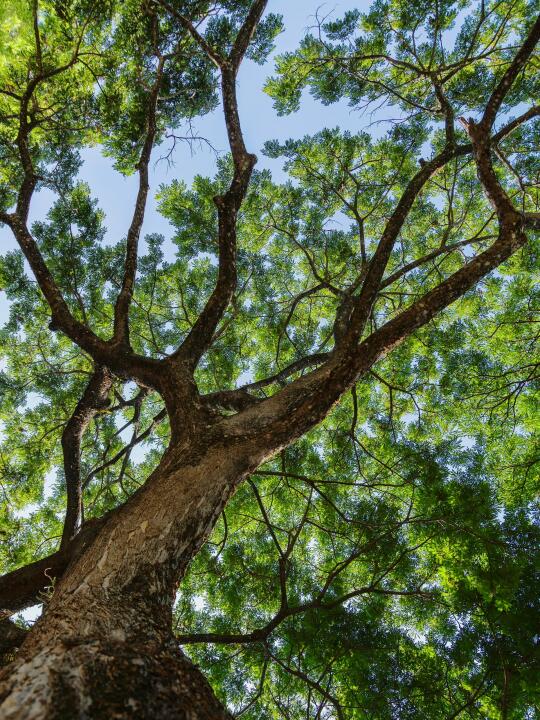 寻找同样喜欢抬头拍树🌲的人