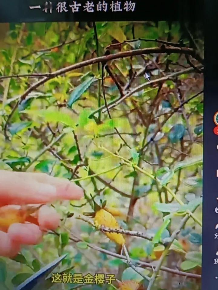 老话说“黄金一两，不如金樱子一颗”，这金樱子确实有独特之处。它是一种常见的野生植