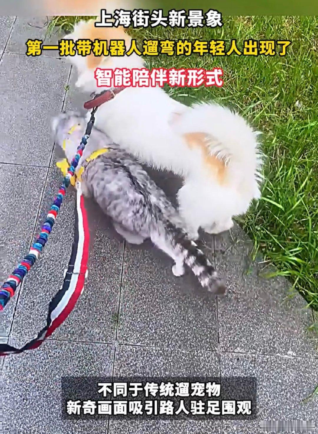 上海用科技解锁城市遛弯新玩法上海街头新风景，年轻人用科技解锁城市遛弯新玩法，散步