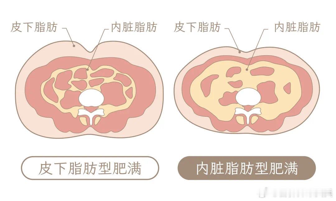 #女性的小肚子是为了保护子宫卵巢#👏脂肪在身体中的主要作用是在身体需要时转化为