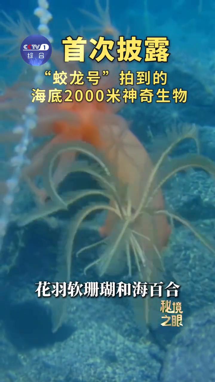首次披露"蛟龙号"拍到的海底2000米神奇生物。
·虹柳珊瑚、花羽软珊瑚和海百合