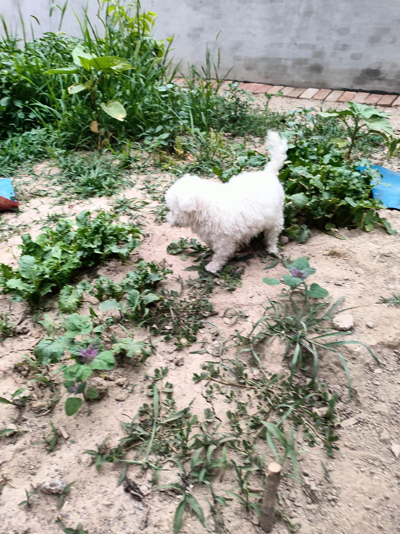 分享一下随手拍的小狗蓬松小白狗在后院菜地里慢悠悠闲逛，打量遍地青菜野草，泥土与草