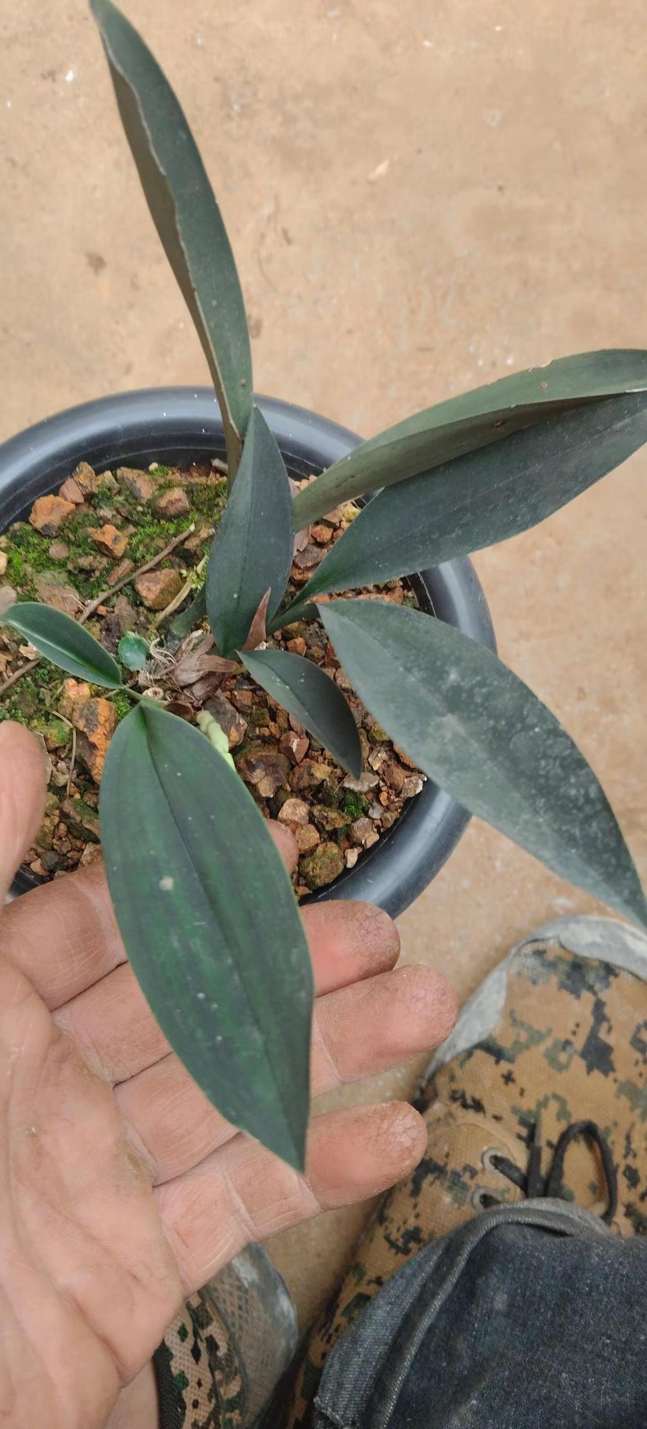 精品小骨朵 植物爱好者交流 种植养花的乐趣