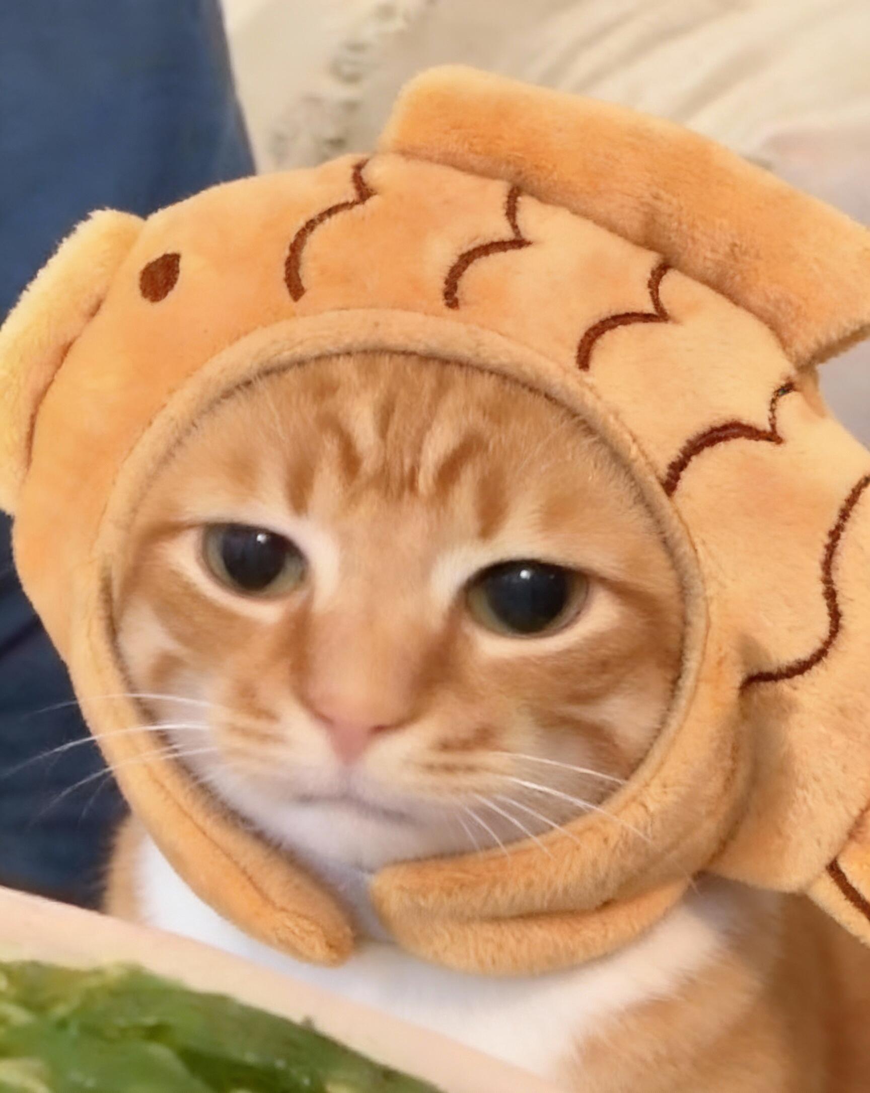 原来Safari才是iPhone隐藏的资源大户浏览器是手机隐藏的资源大户 