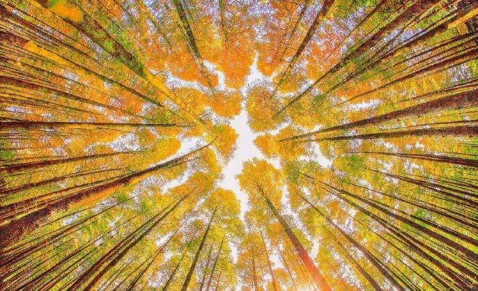 当秋意掠过山王坪
这里便成了大自然最得意的调色板
10月底至11月底
是山王坪一