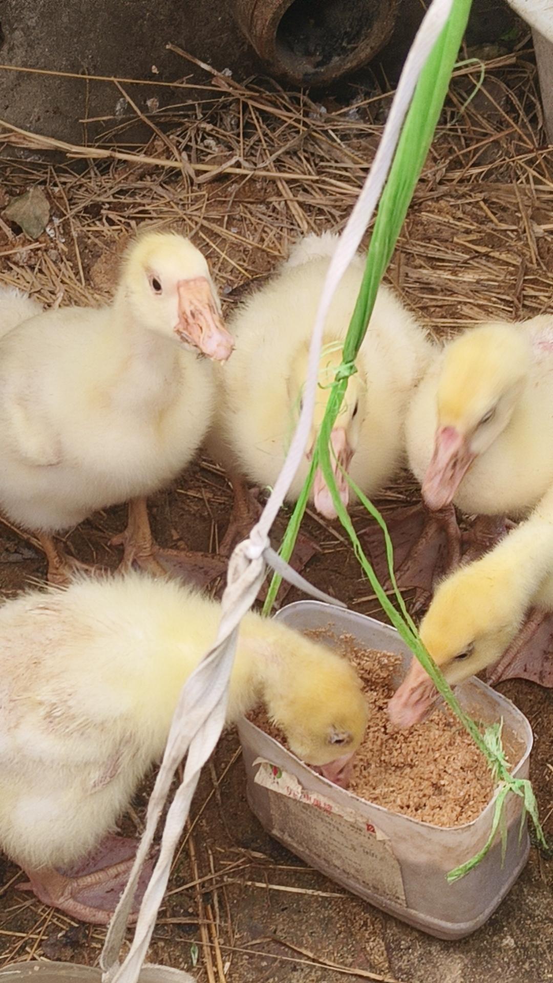 前段时间在卧佛堂集上又买了五只鹅，原因是去年的三只鹅半途上死了一只，还有一只是公