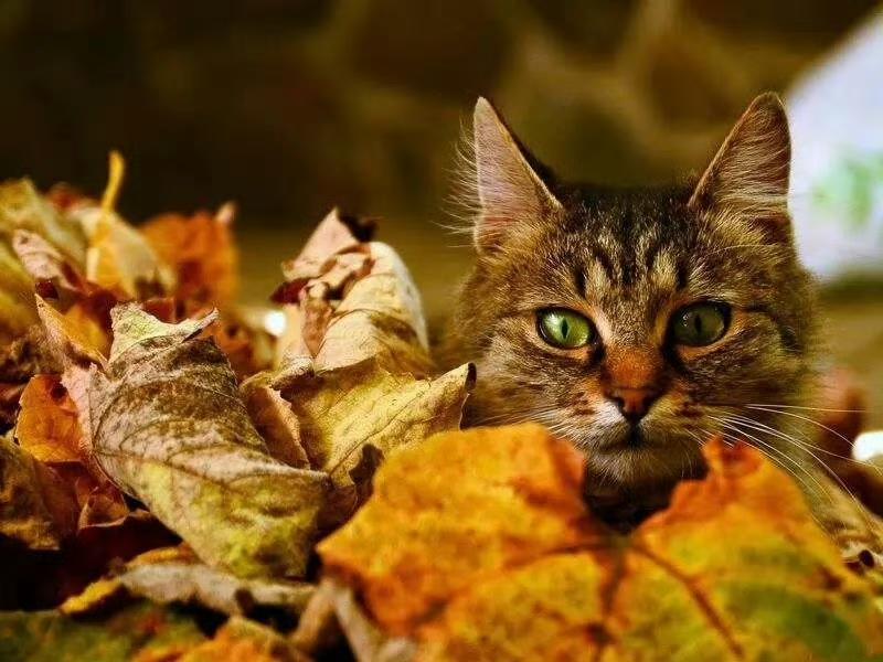 🐈️🍂