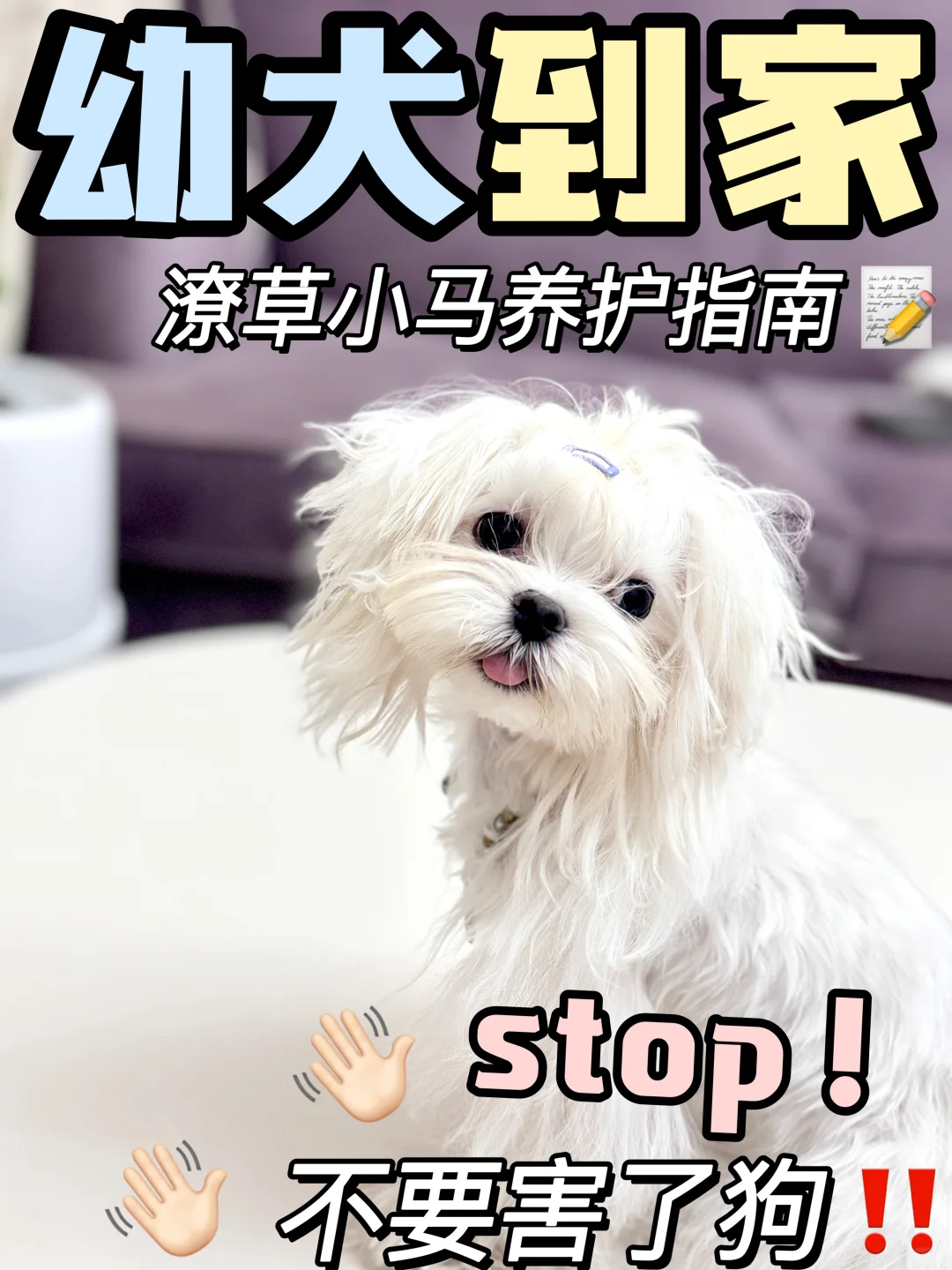 新手上路｜幼犬小马到家如何养护⁉️