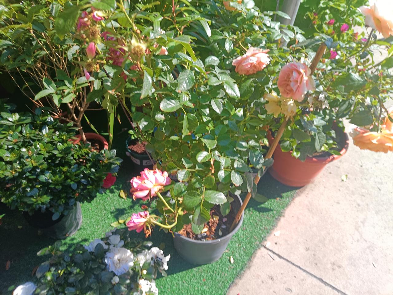 谁有花草照片，可以晒下吗