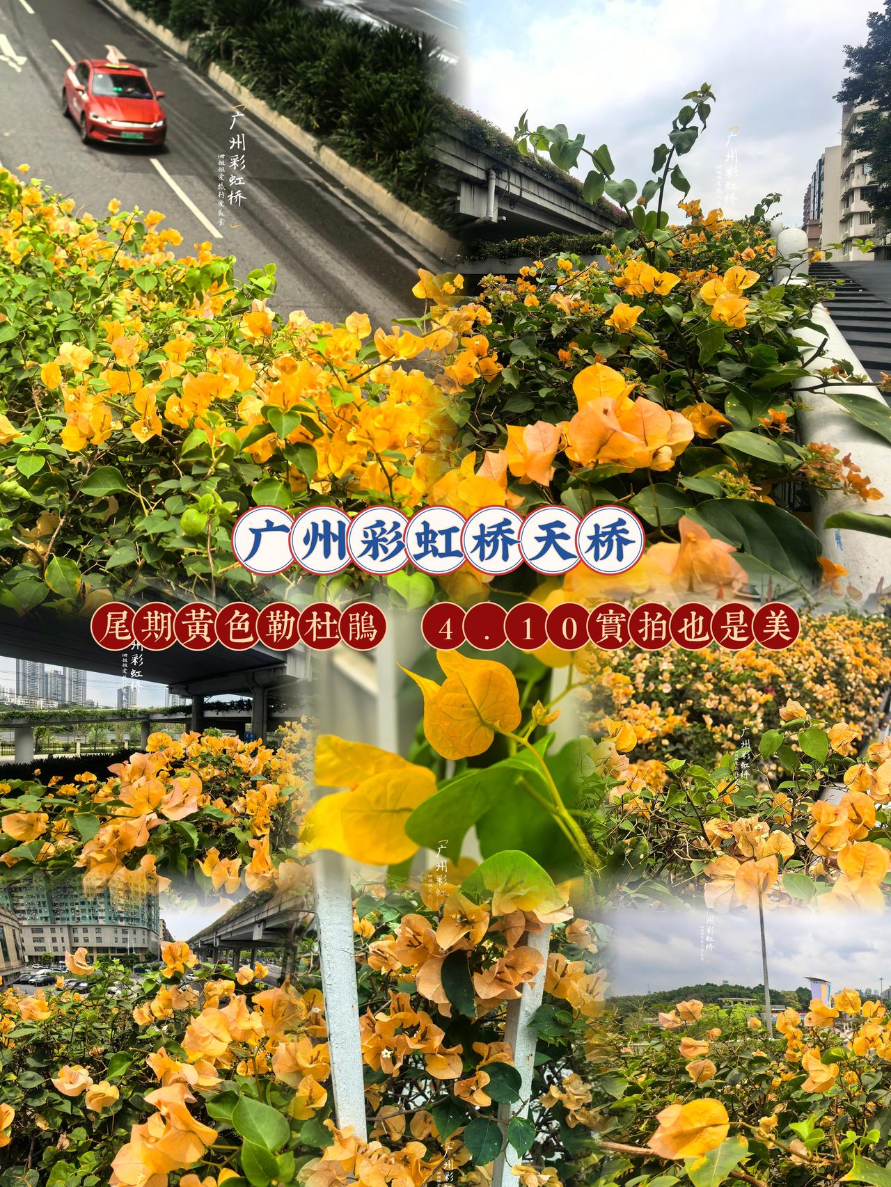 .即便花期尾声，也美到心坎里✨
 
📅4月10日实地实拍
彩虹桥天桥的黄色勒杜