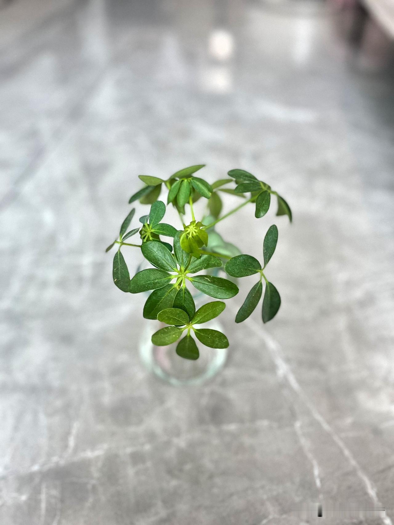 木心说"草木像是下次不再绿了似的狂绿"。