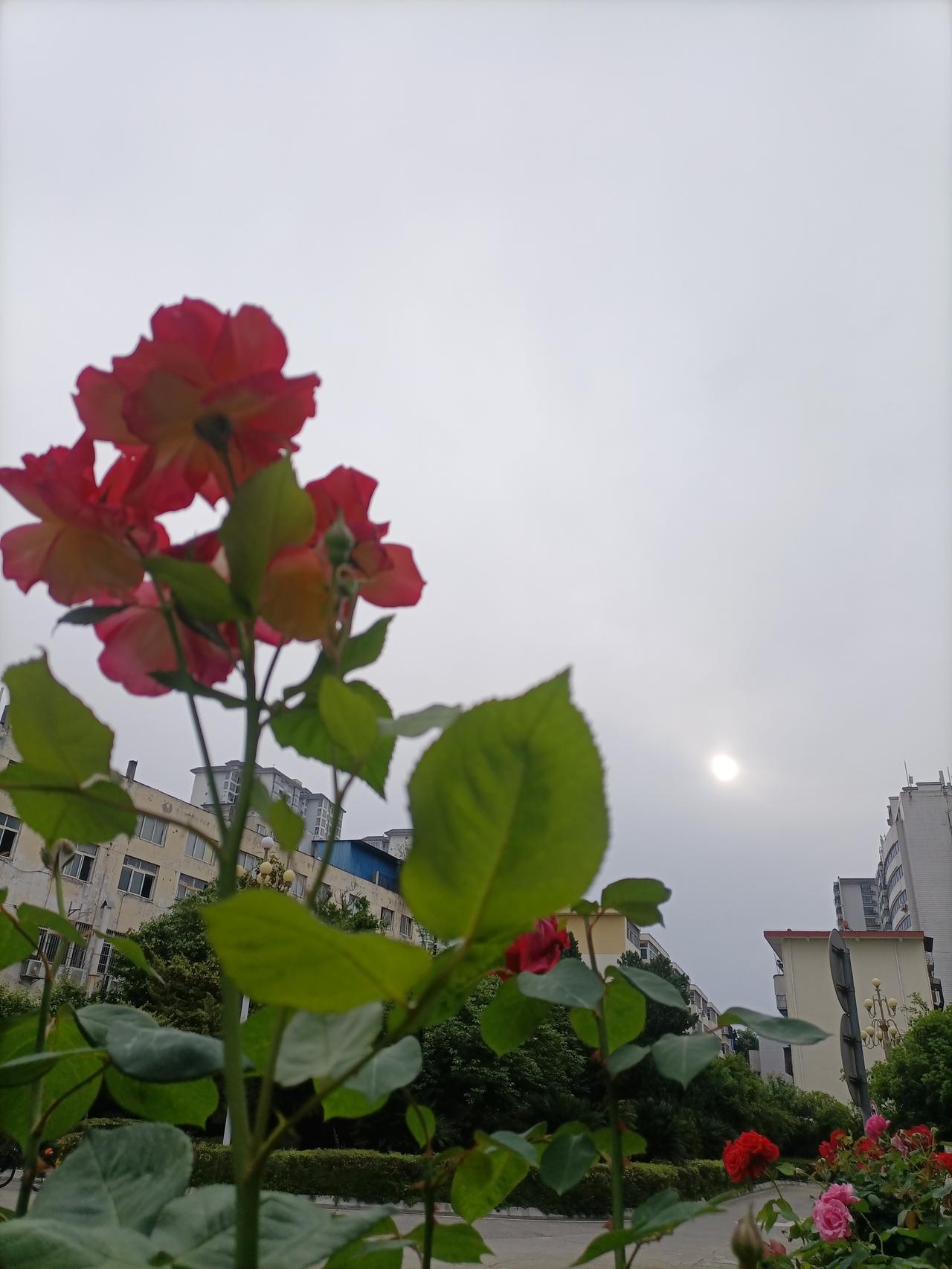 【夏之韵·花、太阳、古诗】春日生活打卡季

我是梦中传彩笔，
欲书花叶寄朝云。