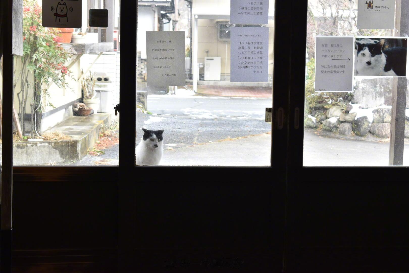网友住的一家有猫的旅馆门口的公告，笑死[允悲][喵喵] ​​​