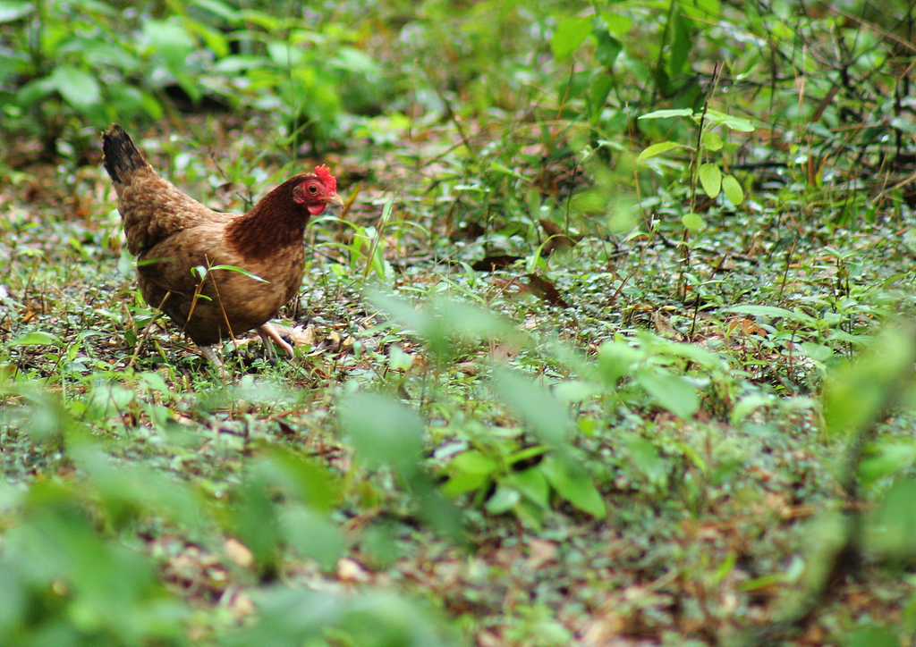 “清远鸡王”天农闯港股：鸡卖名声、猪赚现金，鸡猪双周期冲击下净利频走极端