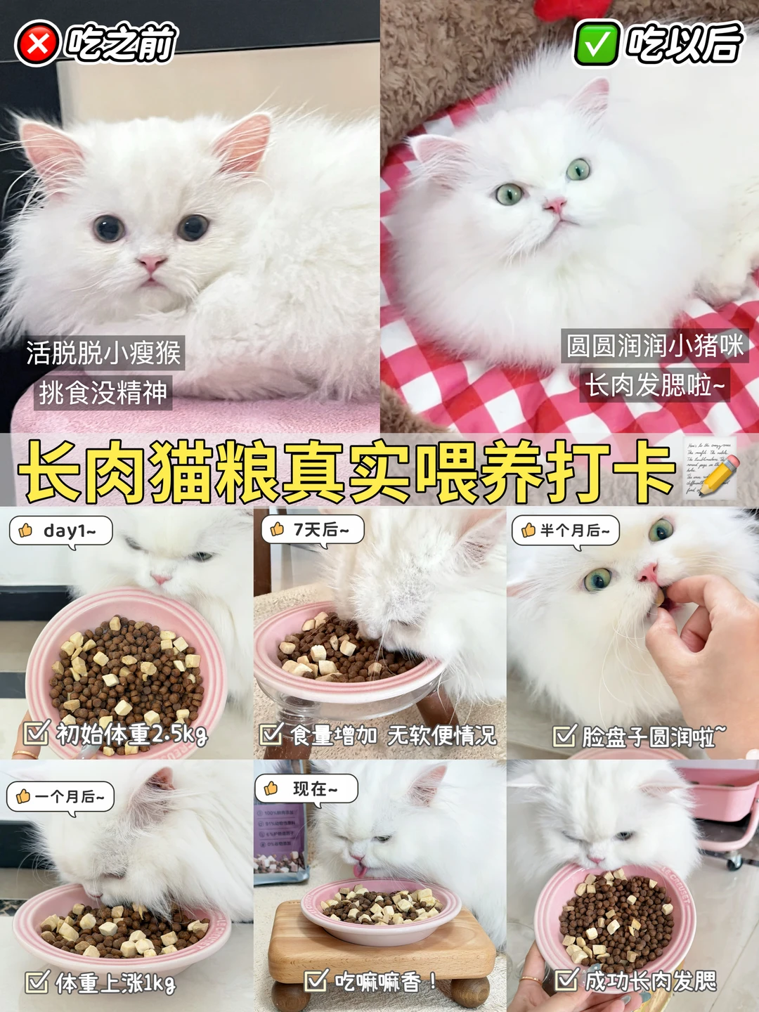 差点就放弃了…终于找到我家挑食猫肯吃的粮