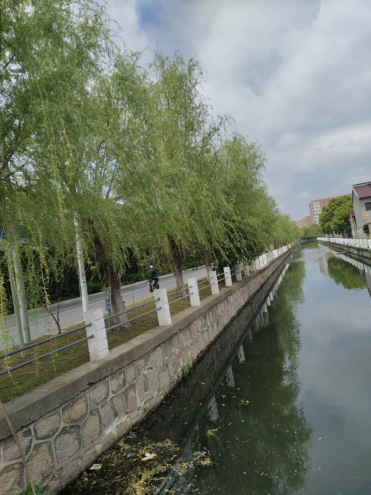 “无情最是台城柳，依旧烟笼十里堤”
午后前往公司，今日天色阴沉。行至公司旁，只见