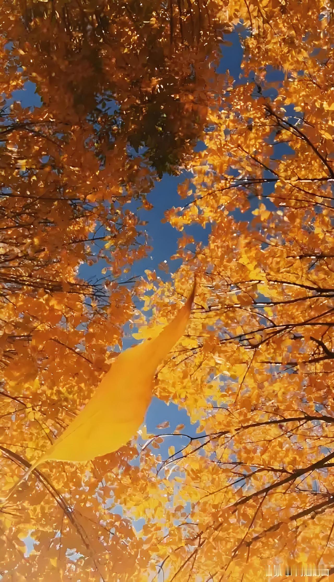 村边的小河清浅见底，
水草摇曳，
几只白鹅悠然浮过，
拨开晨雾，
也拨开我记忆的