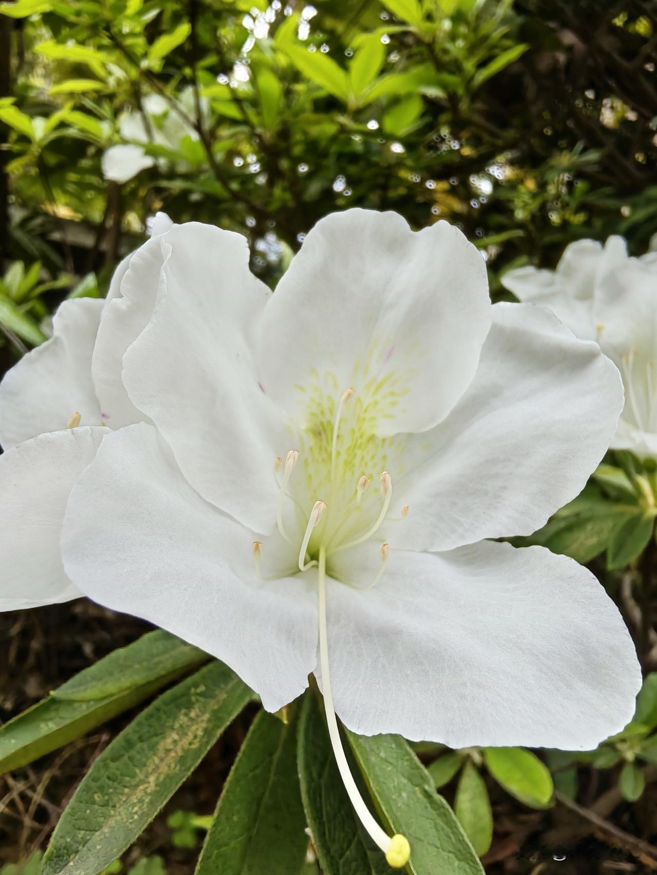 最近大家都在晒杜鹃花，我也拍到了几朵，与大家分享一下。

这是一款白花杜鹃，学名
