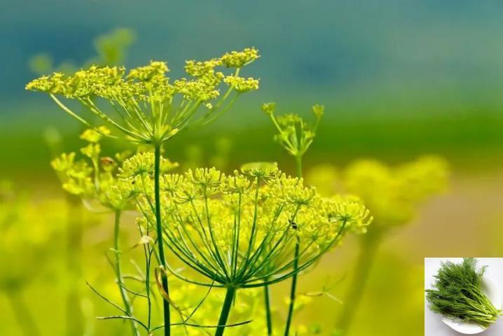 晒图笔记大赛这张图片中，田野间的茴香正值盛花期，细长的茎秆撑起伞状的黄色花序，细