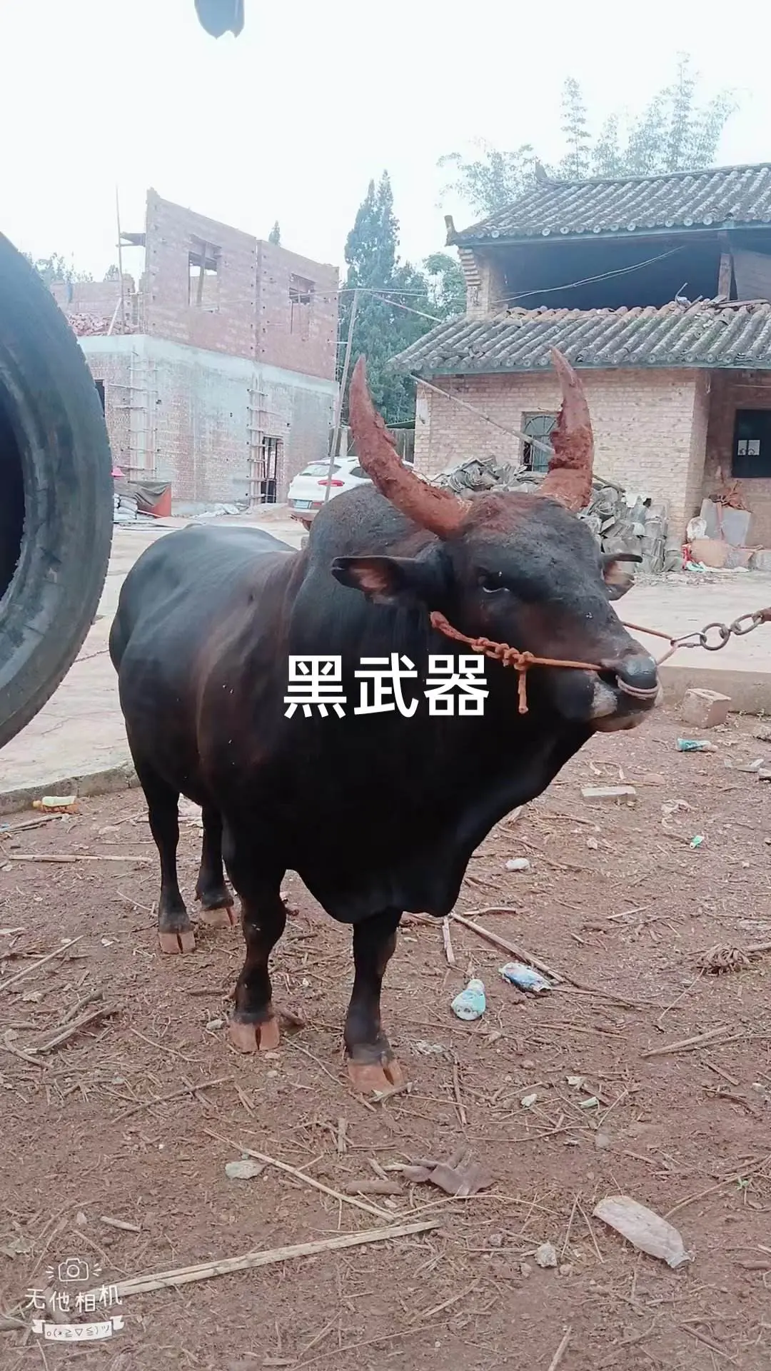斗牛爱好者