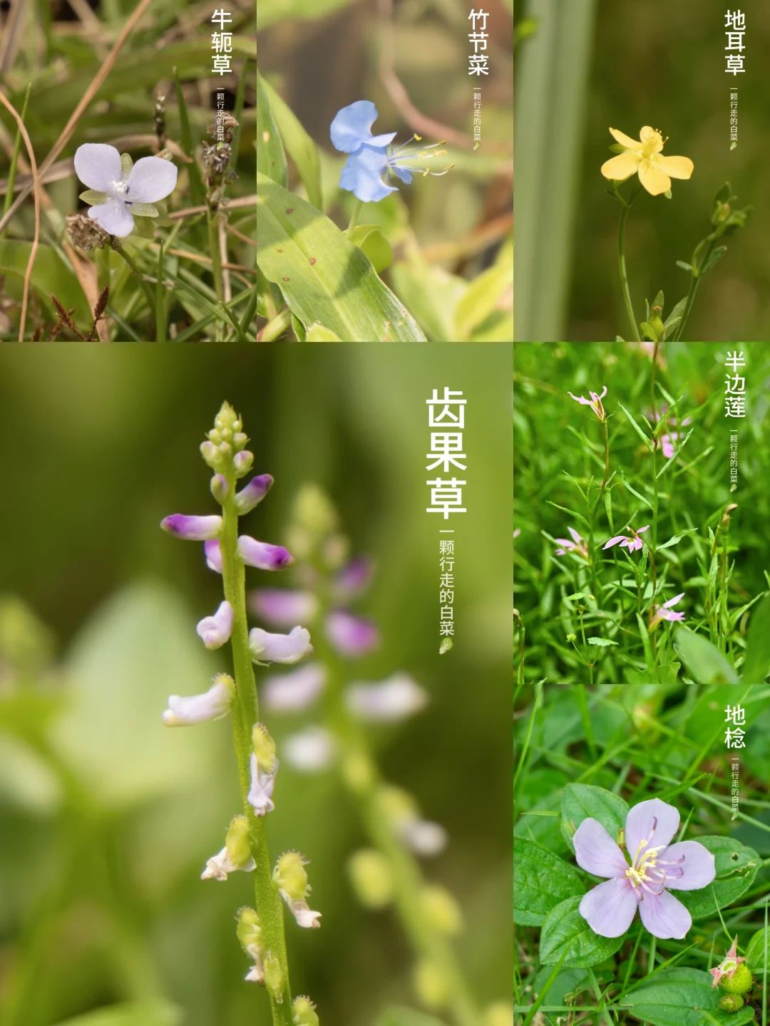 夏日野花 | 低头邂逅那些野生的浪漫