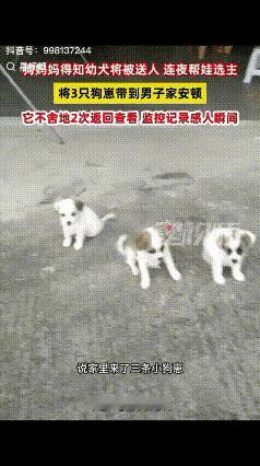 “解释不清了！”广东一男子家狗子生了四只小狗，顺口对狗子说了一句：“这太多了，送