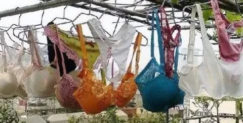 宿舍楼的许多女性内衣不见了，警方逮捕了偷衣服的男子

在宿舍楼里，许多干燥在室外
