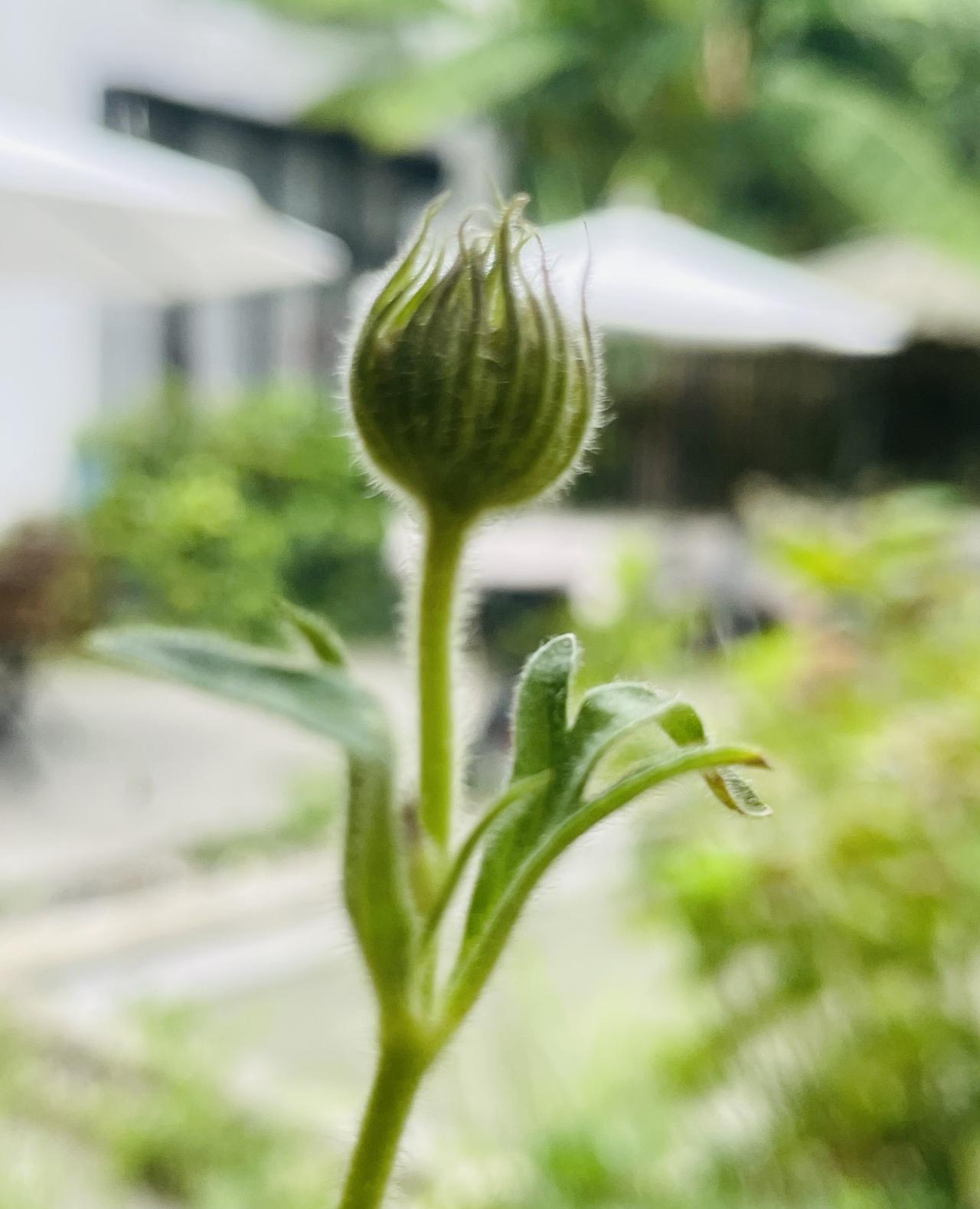 炎夏酷暑，蝉鸣声声；防晒衣都仿佛要着火一般，幸得一杯美式咖啡压压火！