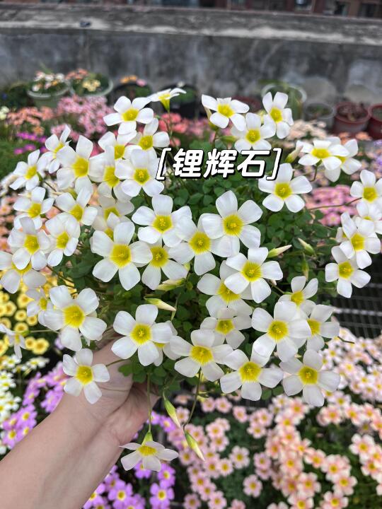 周一只有靠周末的美图来度过了