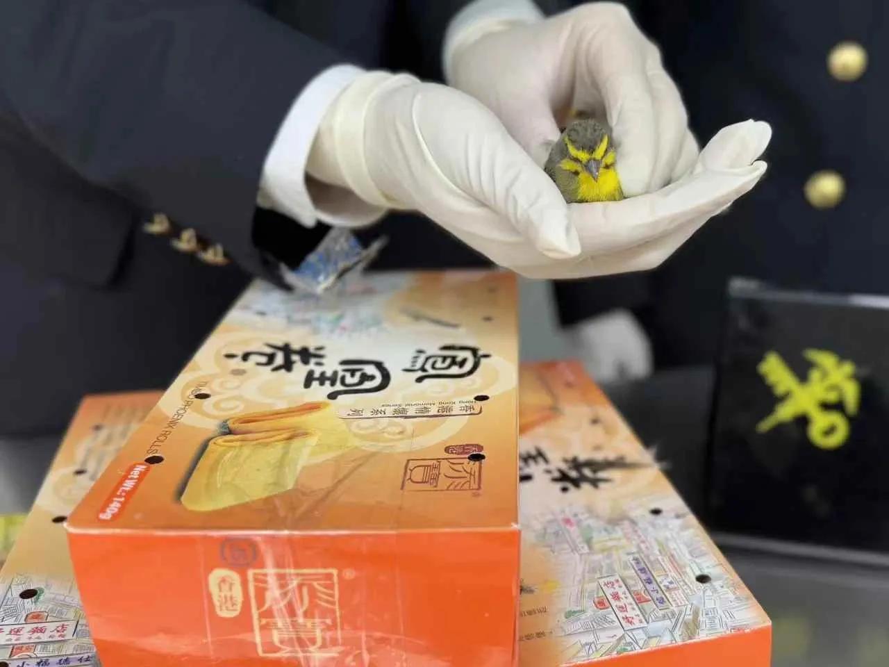 太令人发指了！罗湖海关从一位女性旅客的行李中翻出五个糕点盒，盒子顶部扎满小气孔，