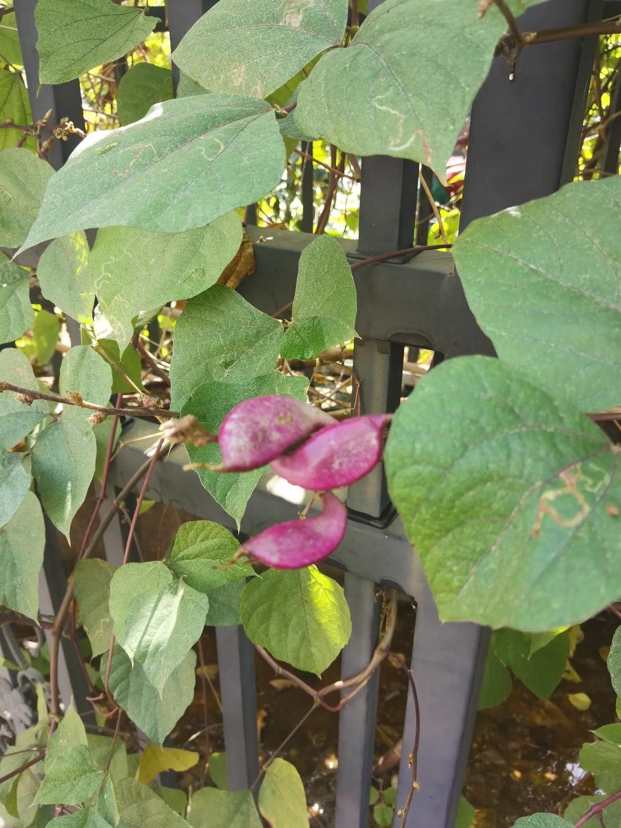 一株蔬菜吃半年   这是我家院子里一株蔬菜，爬满两堵墙，已经吃了20多天了，花叶