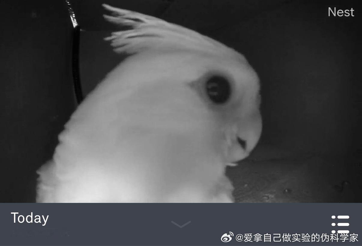 鸟宝的卡姿兰大眼睛哈哈跟我视频会冲着我的声音走过来娃说鸟宝这个星期学会飞了但是飞