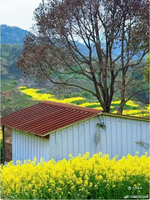 玉环山里村里的春日顶流带动乡村创收 玉环这片油菜花田，直接把浪漫拉满！万亩金黄开