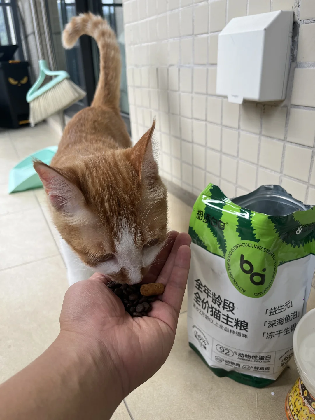 月薪3000也能喂出好猫！