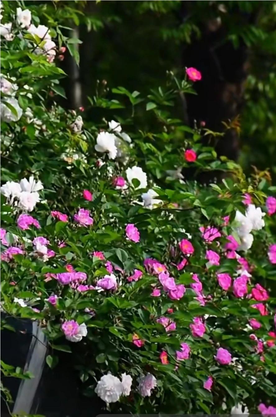 春风送暖花自开，万物苏醒展新彩。愿你在这个美好的季节里，事业有成步步高，家庭和睦