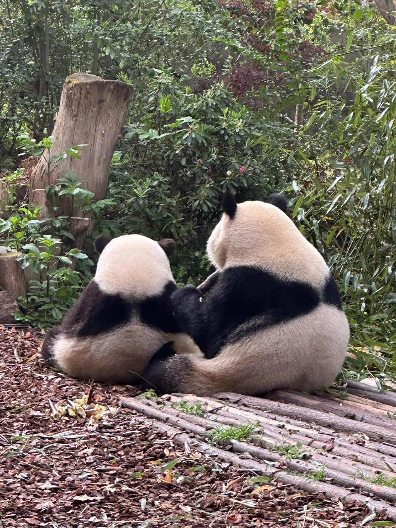 #这个世界有多需要熊猫# 好想抱着吸一下，熊猫宝宝也太可爱了吧，呜呜呜是奶香味的