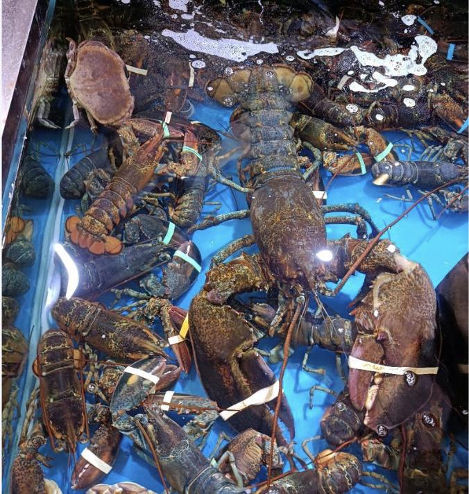 2025年12月22日，英国政府发布的最新动物福利战略文件。

英国已正式禁止在