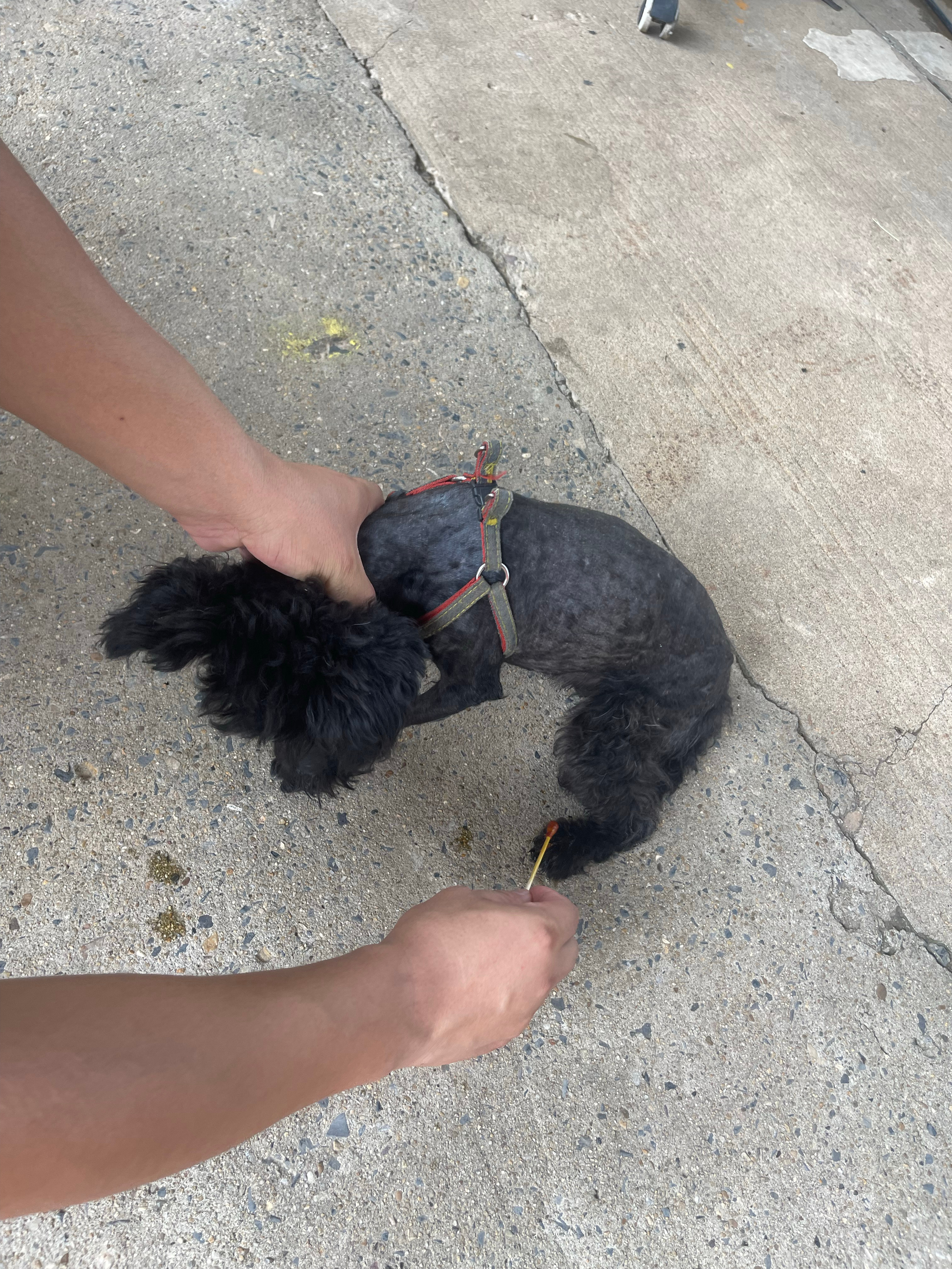 开着我的五菱神车 去药店买了一瓶碘伏 一包棉签给小黑涂上、不是我把它的嘴用胶布封