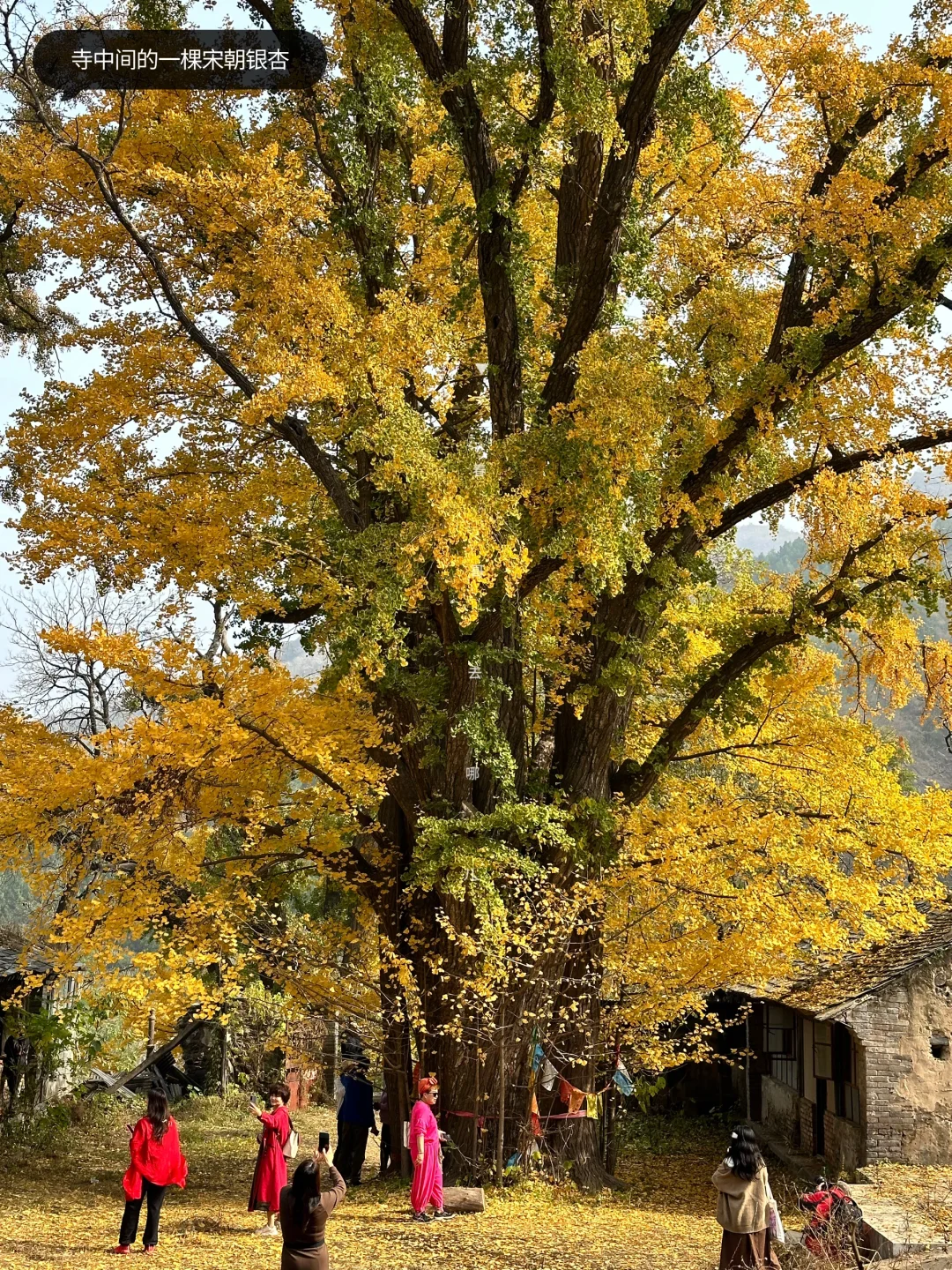 11.2实拍广化寺银杏，未来一周为最佳观赏期