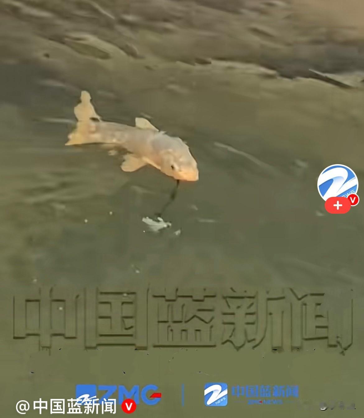 太神奇了……
近日，浙江一景区，一游客蹲在池塘边认真投喂锦鲤，神情专注，一不小心