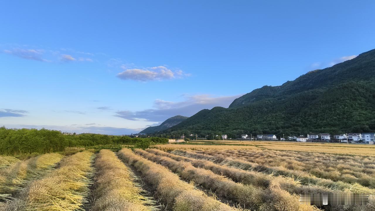 山川秀美，田野金黄。