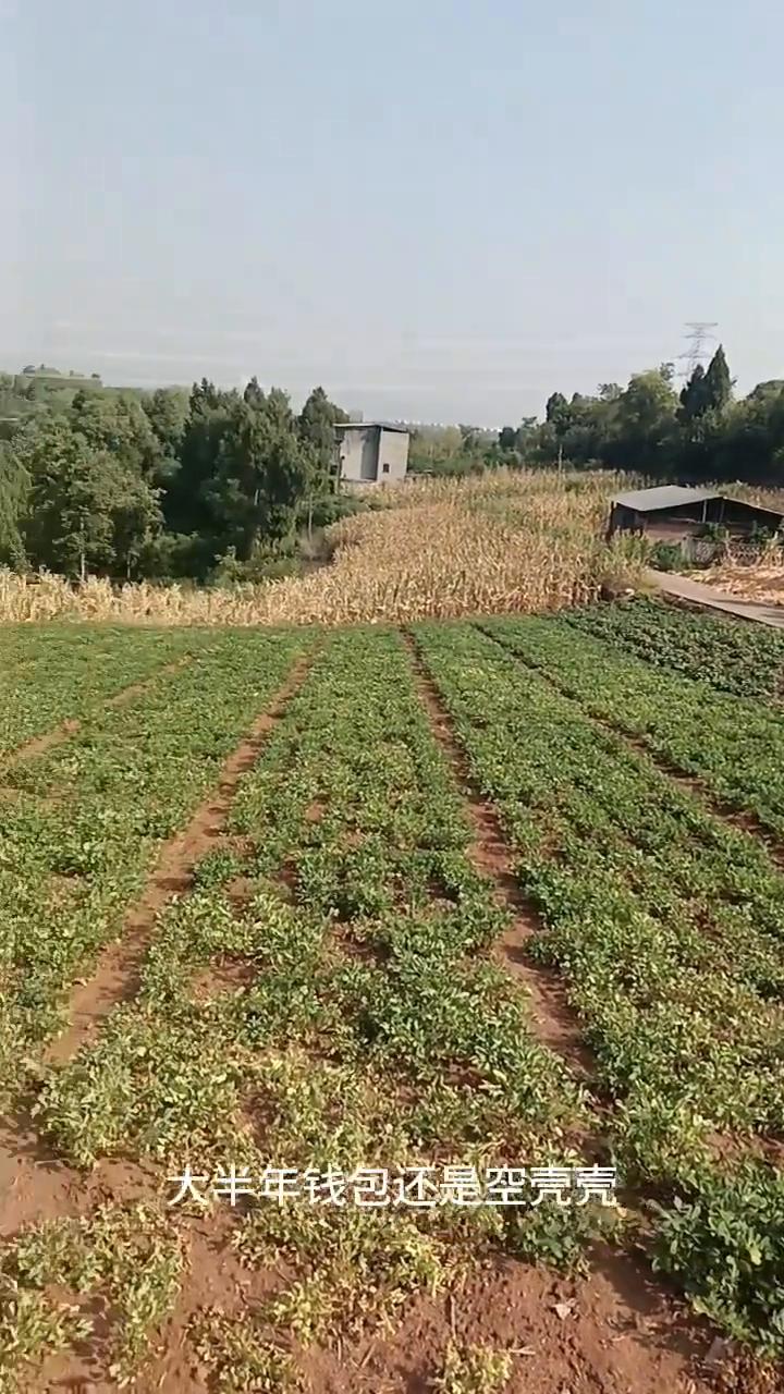 今年看来又恼火，对比去年更恼火。这都过去大半年，钱包还是空壳壳，每天累死又累活，